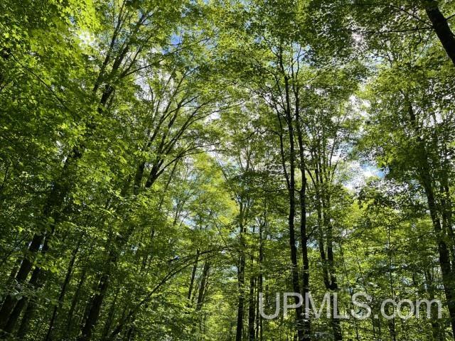 40-acres New DNR Road Crystal Falls, MI 49920 - Photo 32 of 46