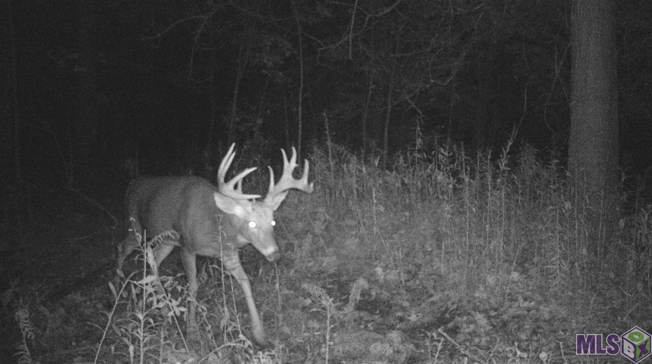 Lot A-8 Summerfield S Road Prairieville, LA 70769 - Photo 2 of 3 Sample Wildlife Photo