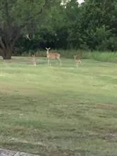 $2,595 | 11204 Meredith Drive, Frisco, TX 75036