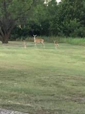 11204 Meredith Drive Frisco, TX 75036 - Photo 29 of 30 The house is nestled near a nature reserve, providing a peaceful and scenic setting. Enjoy the opportunity to see deer and observe wildlife right from your property. Experience the beauty of nature and a tranquil lifestyle surrounded by natural life.