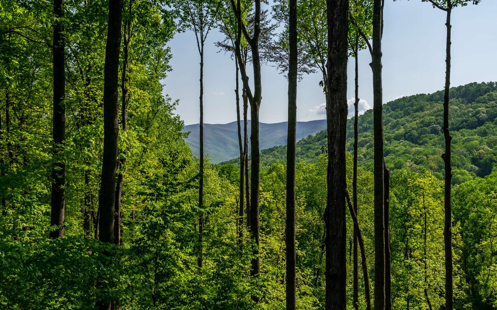 716 Walnut Mountain Road Ellijay, GA 30536 - Photo 2 of 4 Additional View