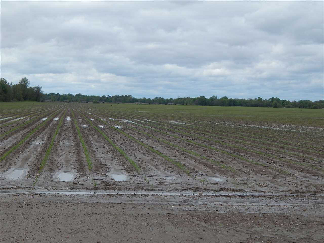 0 Courtney Road Indianola, MS 38751 - Photo 12 of 13 Photo 12