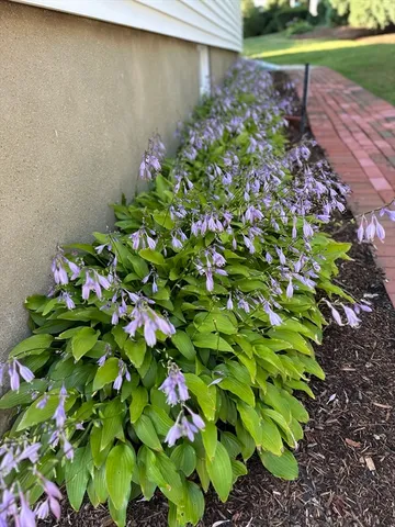 $1,275,000 | 48 Concord Avenue, Belmont, MA 02478