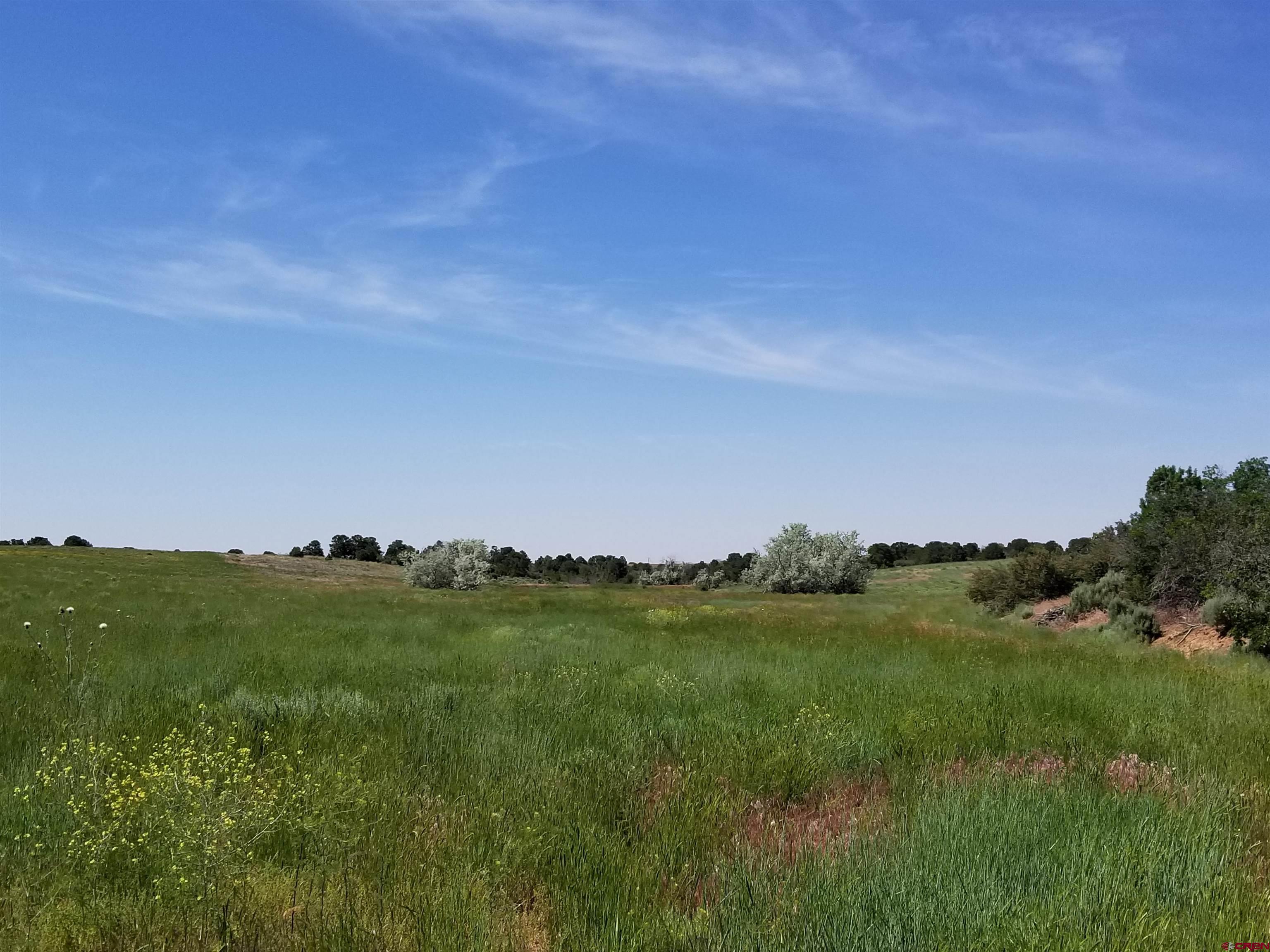 Tbd 6hs Egnar, CO 81325 - Photo 3 of 18 a view of a grassy field with trees