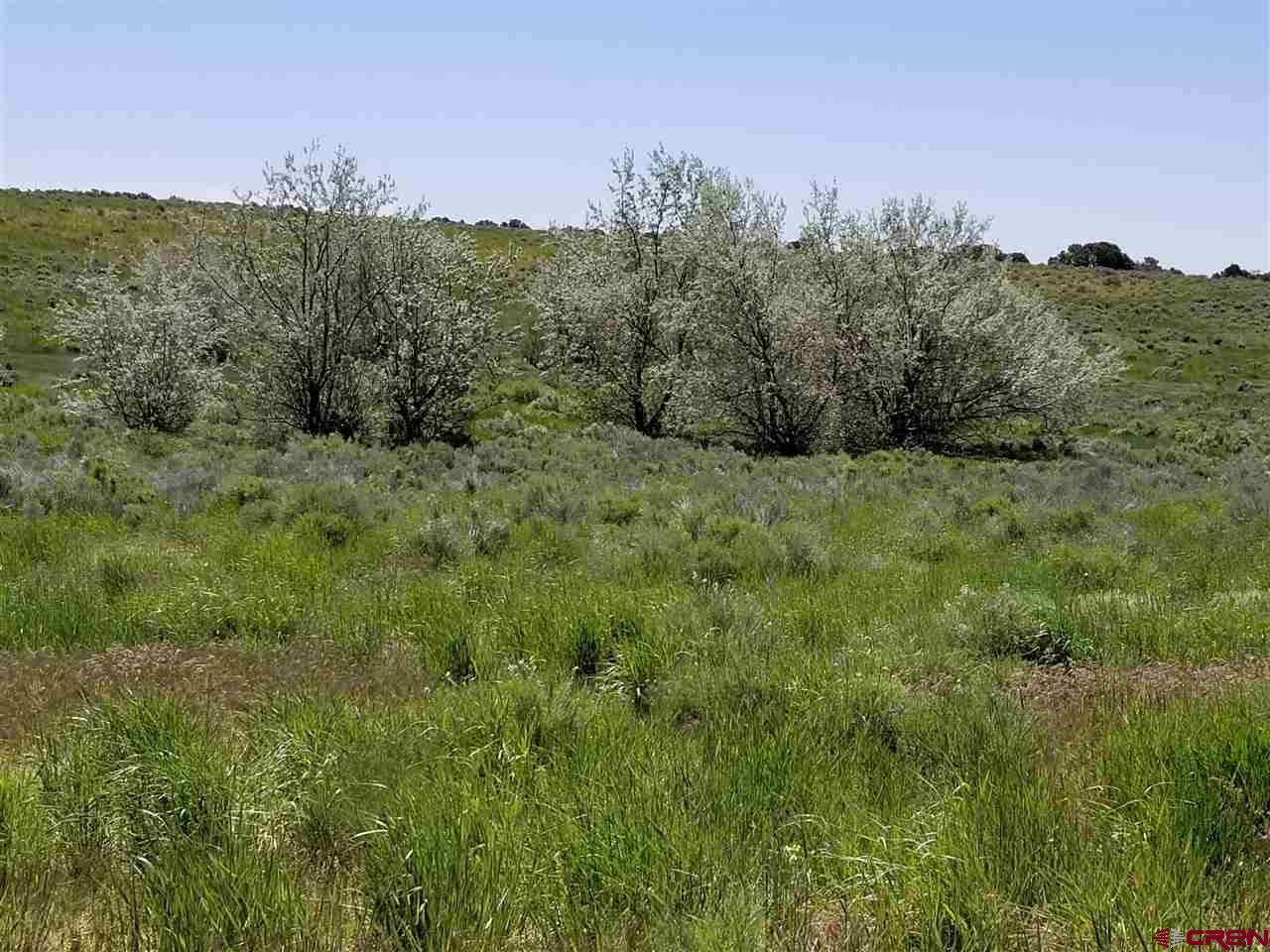 Tbd 6hs Egnar, CO 81325 - Photo 4 of 18 a view of a lush green forest with trees and a houses