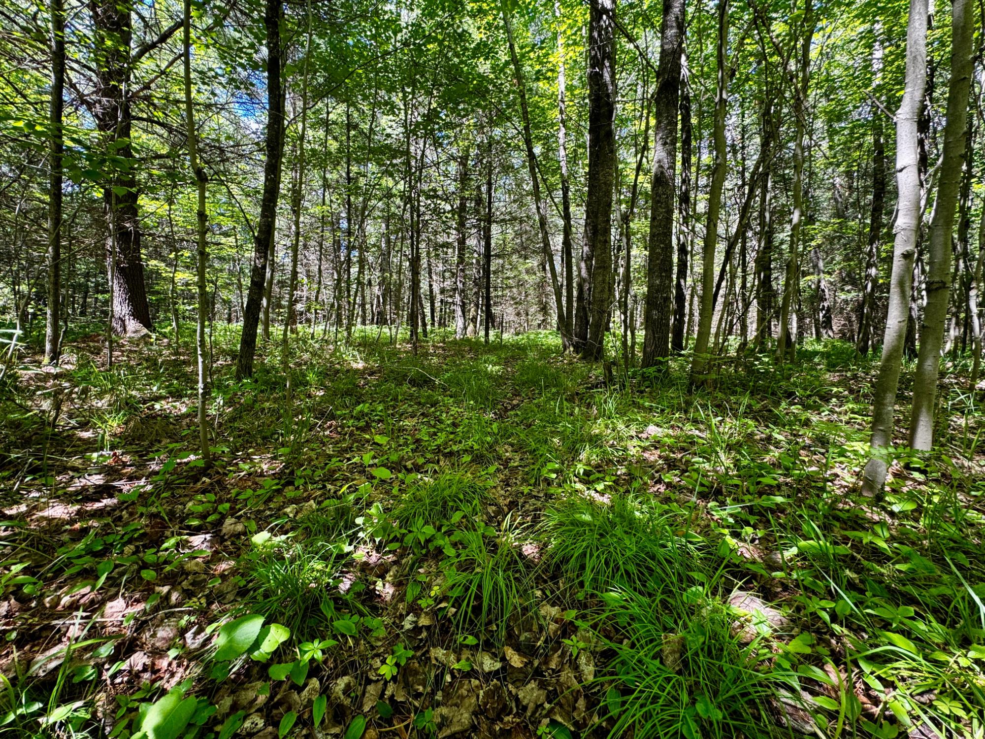 Nine Camp 9 Road Minocqua, WI 54548 - Photo 5 of 37 Gallery Image 5