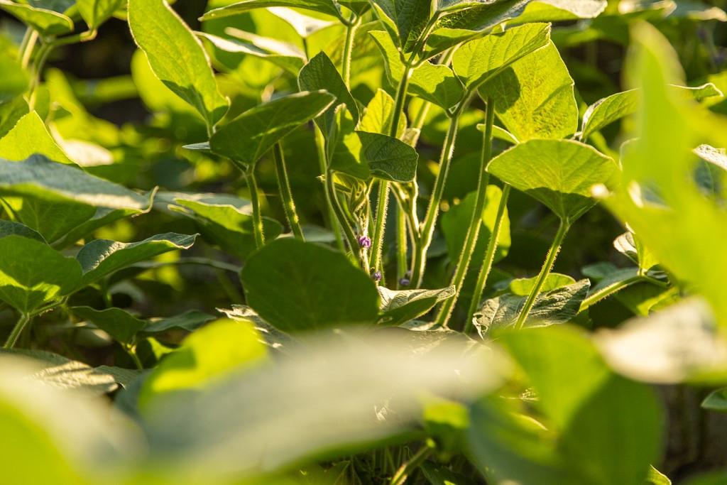 South Grand River Road Harrisonville, MO 64701 - Photo 33 of 49