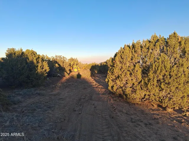 a view of a yard with trees