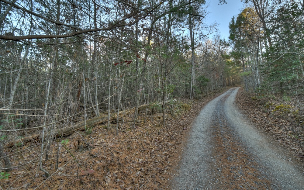 51-ac Spiller Road Blue Ridge, GA 30513 - Photo 20 of 23 a view of a forest with trees in the background
