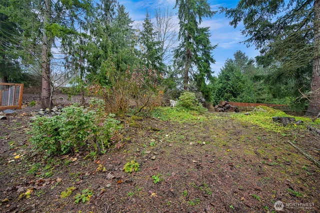 a view of a forest with plants and trees