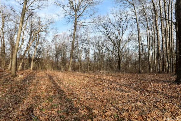 a view of a forest with trees
