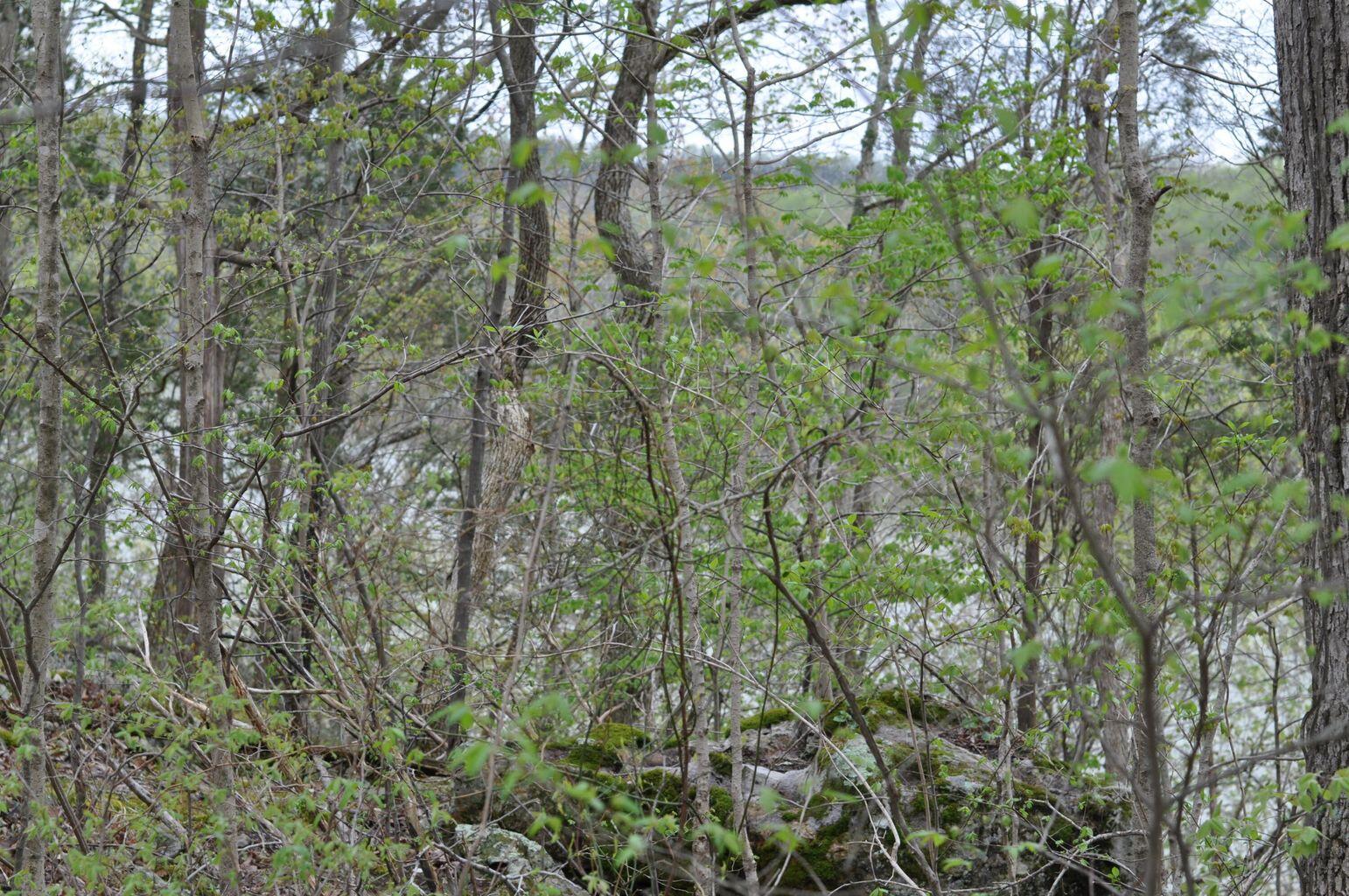 Lot 8 North Fork Road Burnside, KY 42519 - Photo 3 of 4 20230407172210474364000000-o