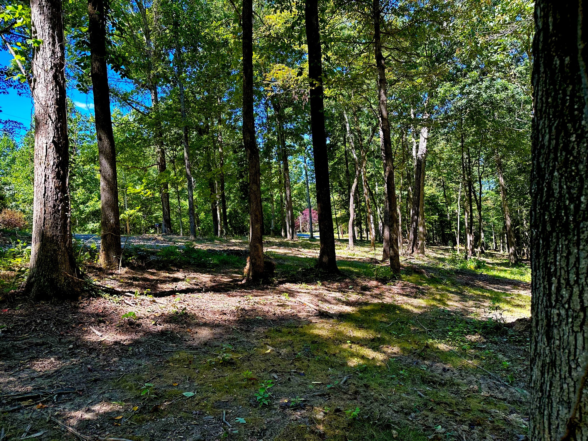 0 Gibbs Road Ashland City, TN 37015 - Photo 15 of 30 a view of a park with a tree