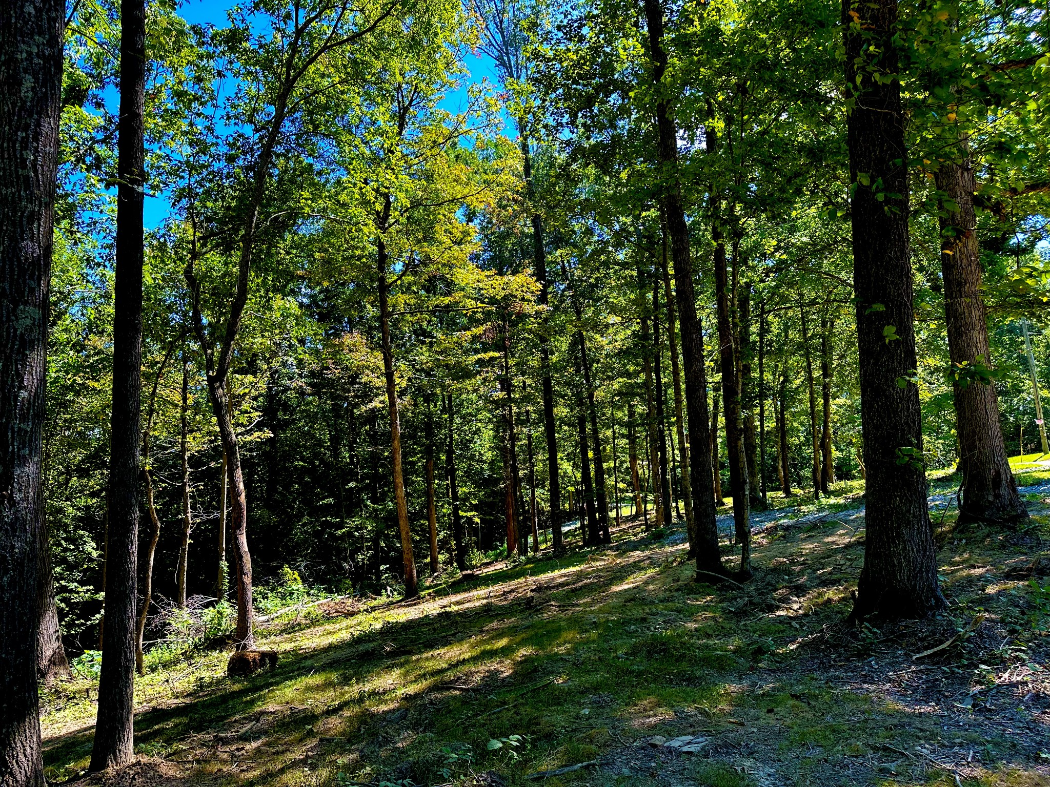 0 Gibbs Road Ashland City, TN 37015 - Photo 22 of 30 a view of a trees with a yard
