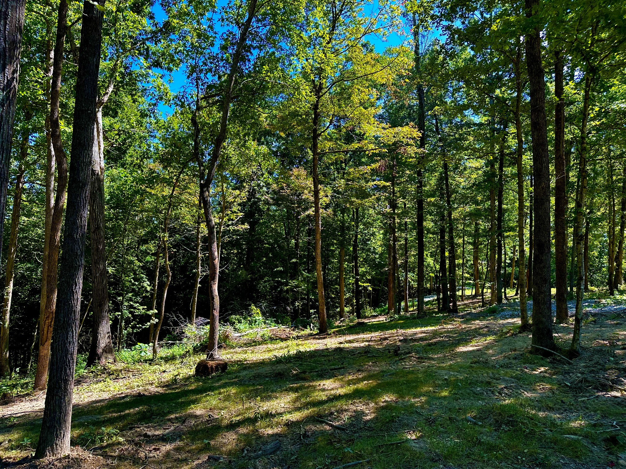 0 Gibbs Road Ashland City, TN 37015 - Photo 23 of 30 a view of outdoor space with trees