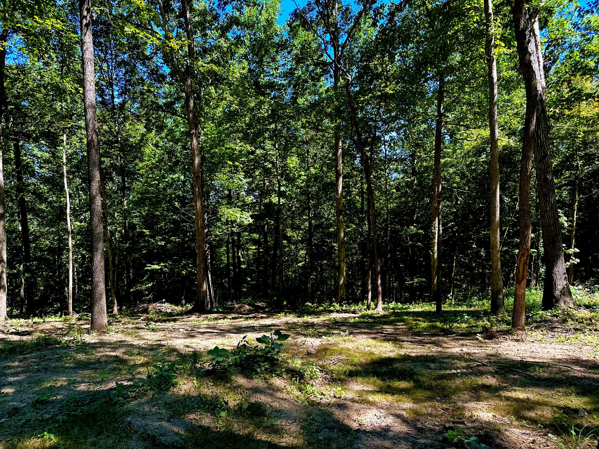 0 Gibbs Road Ashland City, TN 37015 - Photo 26 of 30 a view of swimming pool with trees