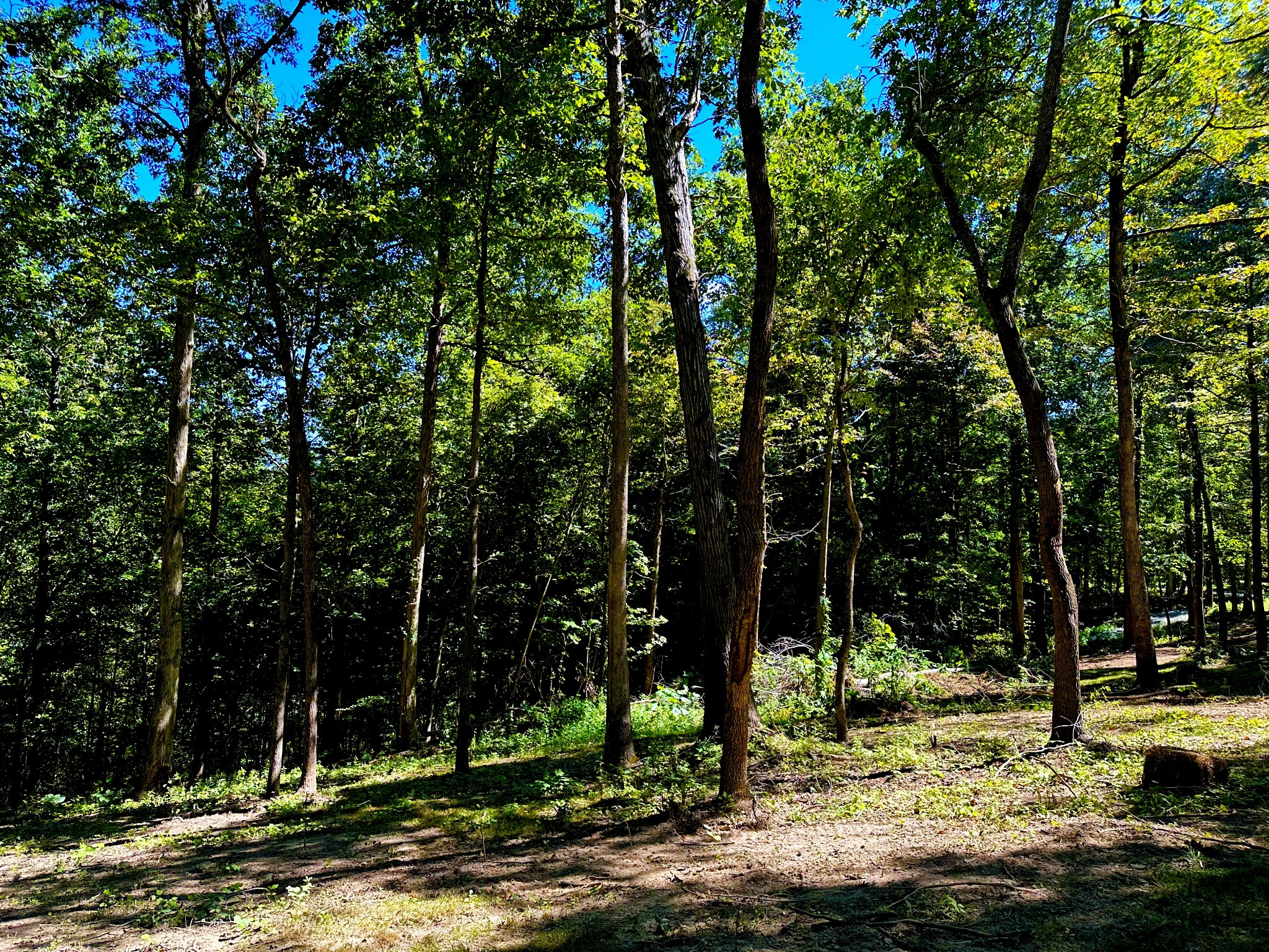 0 Gibbs Road Ashland City, TN 37015 - Photo 29 of 30 a view of a yard with of trees