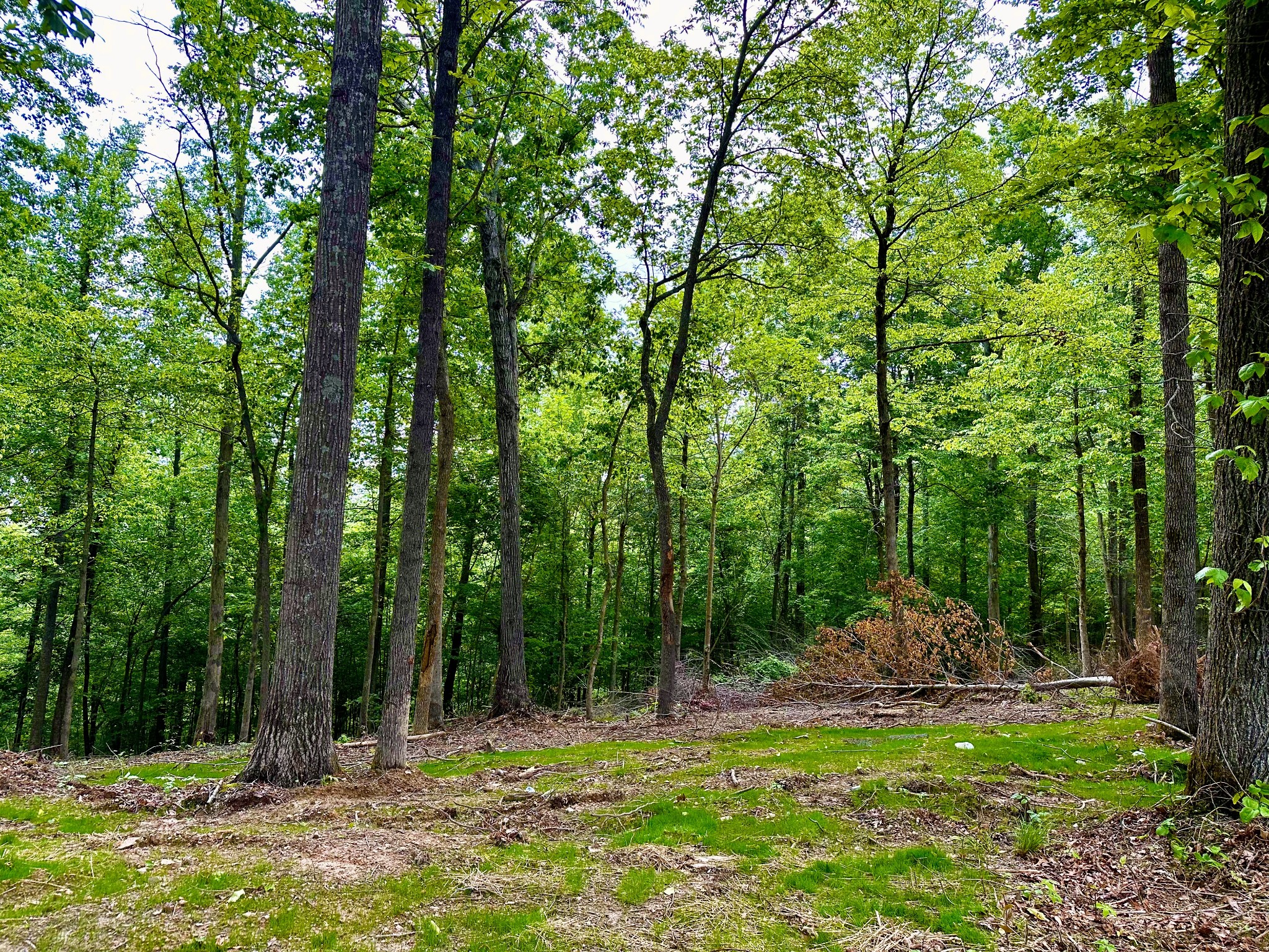 0 Gibbs Road Ashland City, TN 37015 - Photo 7 of 30 a backyard of a house with lots of green space