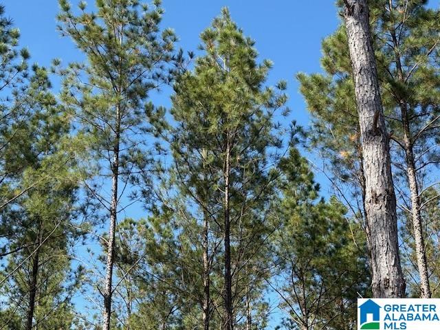 231 Us Highway Mathews, AL 36052 - Photo 16 of 22