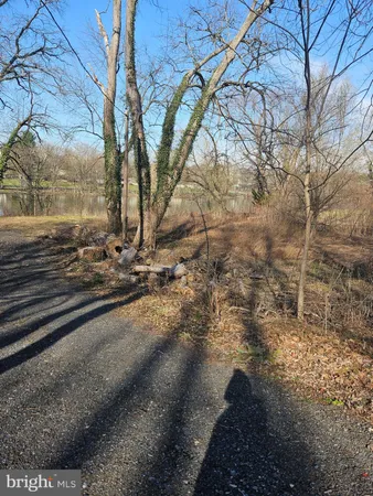 a view of a yard with large trees