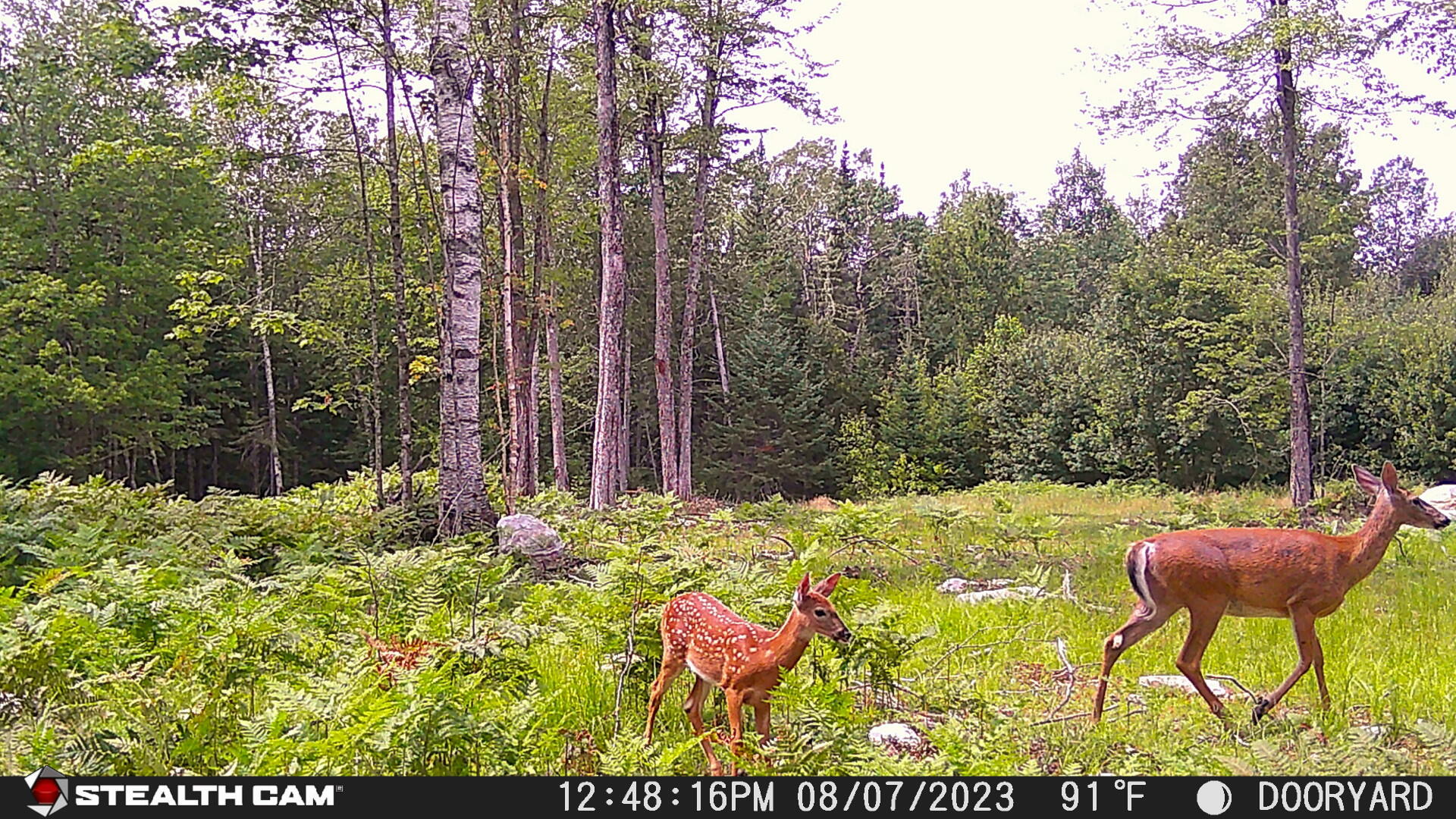 Lot 12 South Road Dixmont, ME 04932 - Photo 33 of 34 Trail Cam on Land