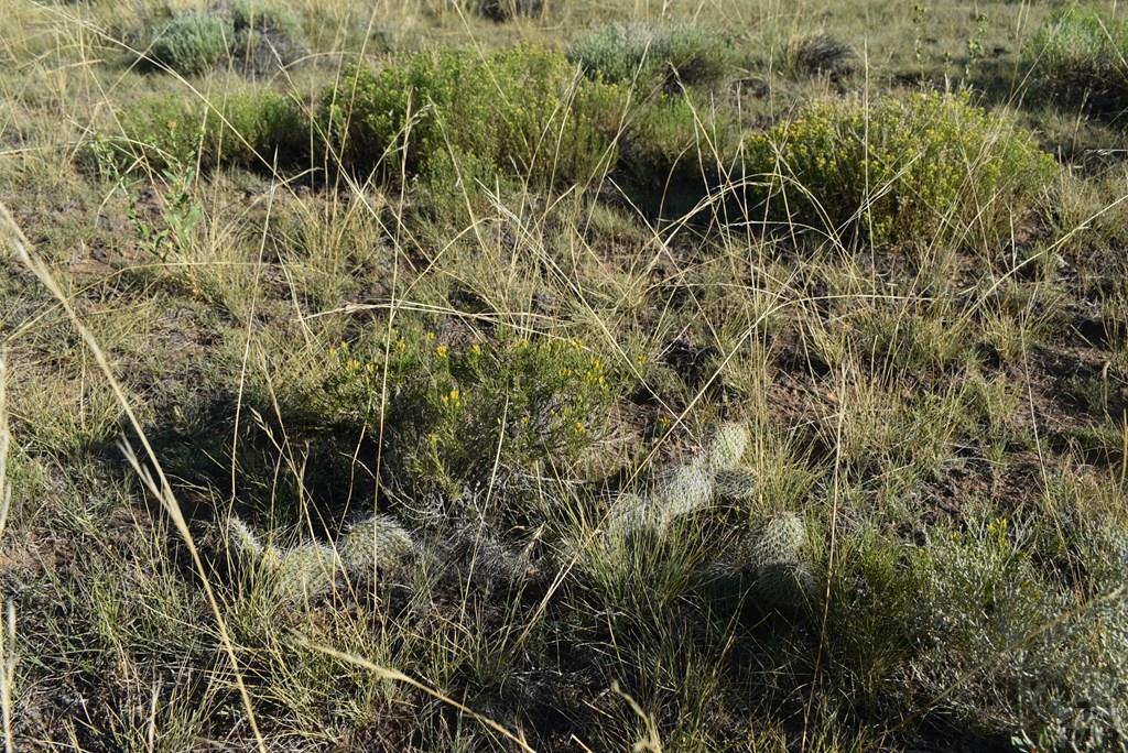 0 Lizard Lane Gardner, CO 81040 - Photo 5 of 11