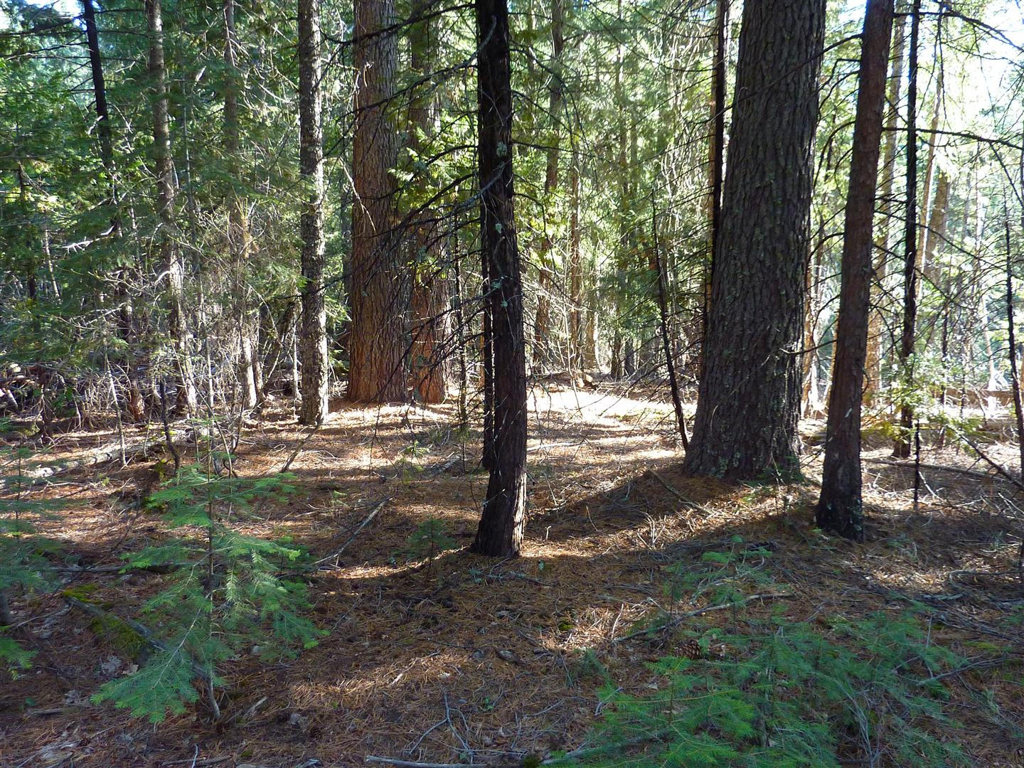 2.4-acres Harbin Ridge Road Shingletown, CA 96088 - Photo 6 of 12 P1020719