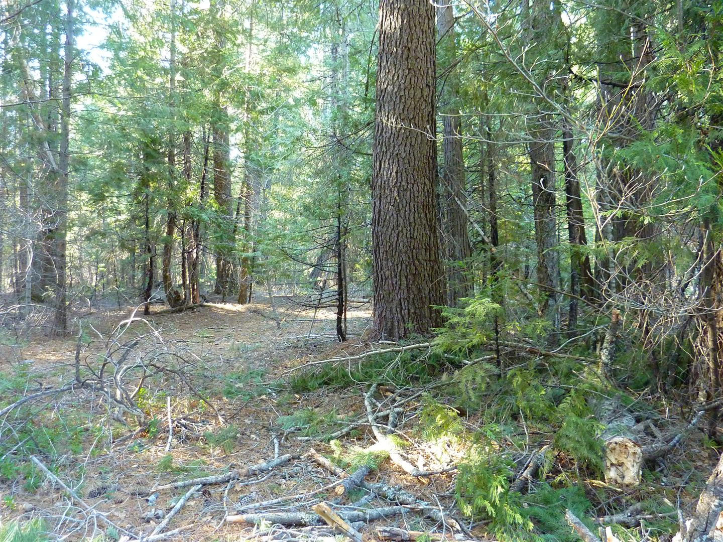 2.4-acres Harbin Ridge Road Shingletown, CA 96088 - Photo 7 of 12 P1020715