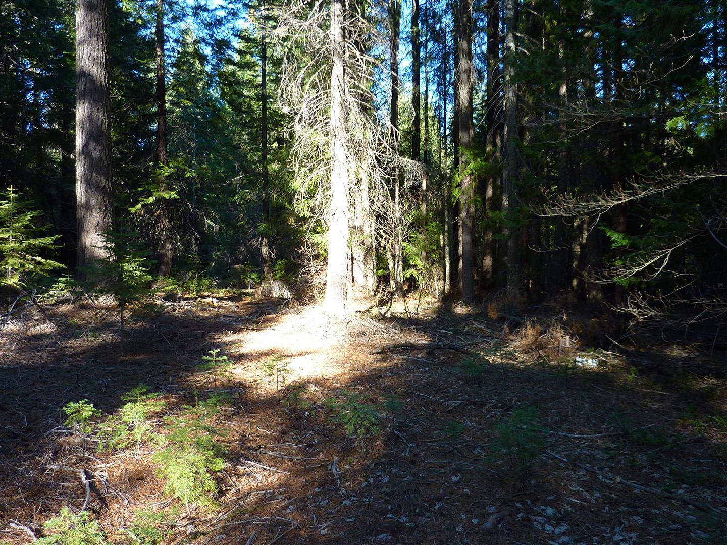 2.4-acres Harbin Ridge Road Shingletown, CA 96088 - Photo 8 of 12 P1020712