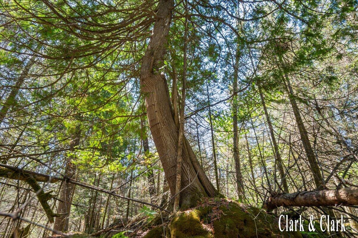 35965 South Humms Road Drummond Island, MI 49726 - Photo 13 of 73 149-WOODS 12A