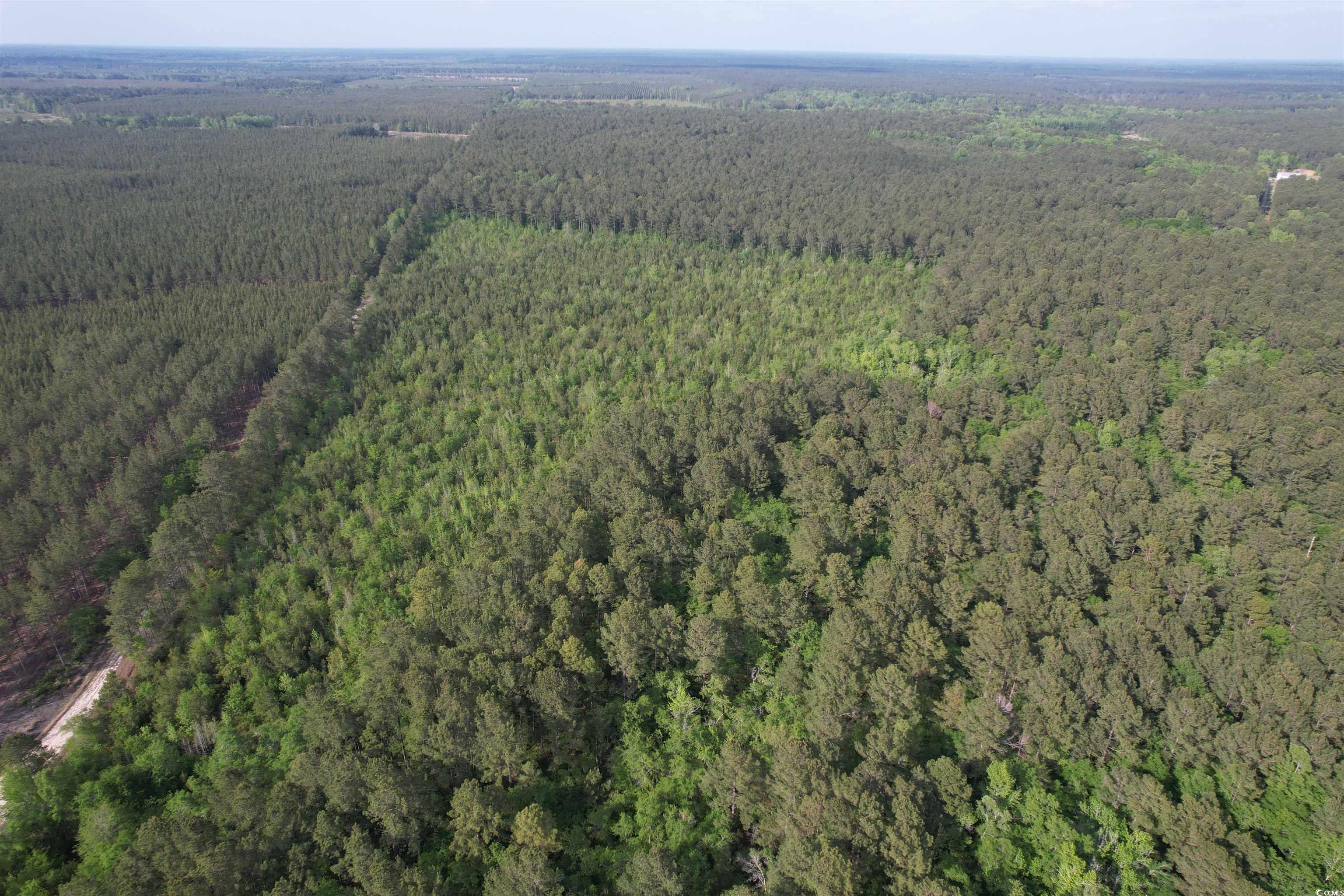 24.71-acres-tbd Old Forreston Road Greeleyville, SC 29056 - Photo 2 of 5 Bird's eye view with a wooded view