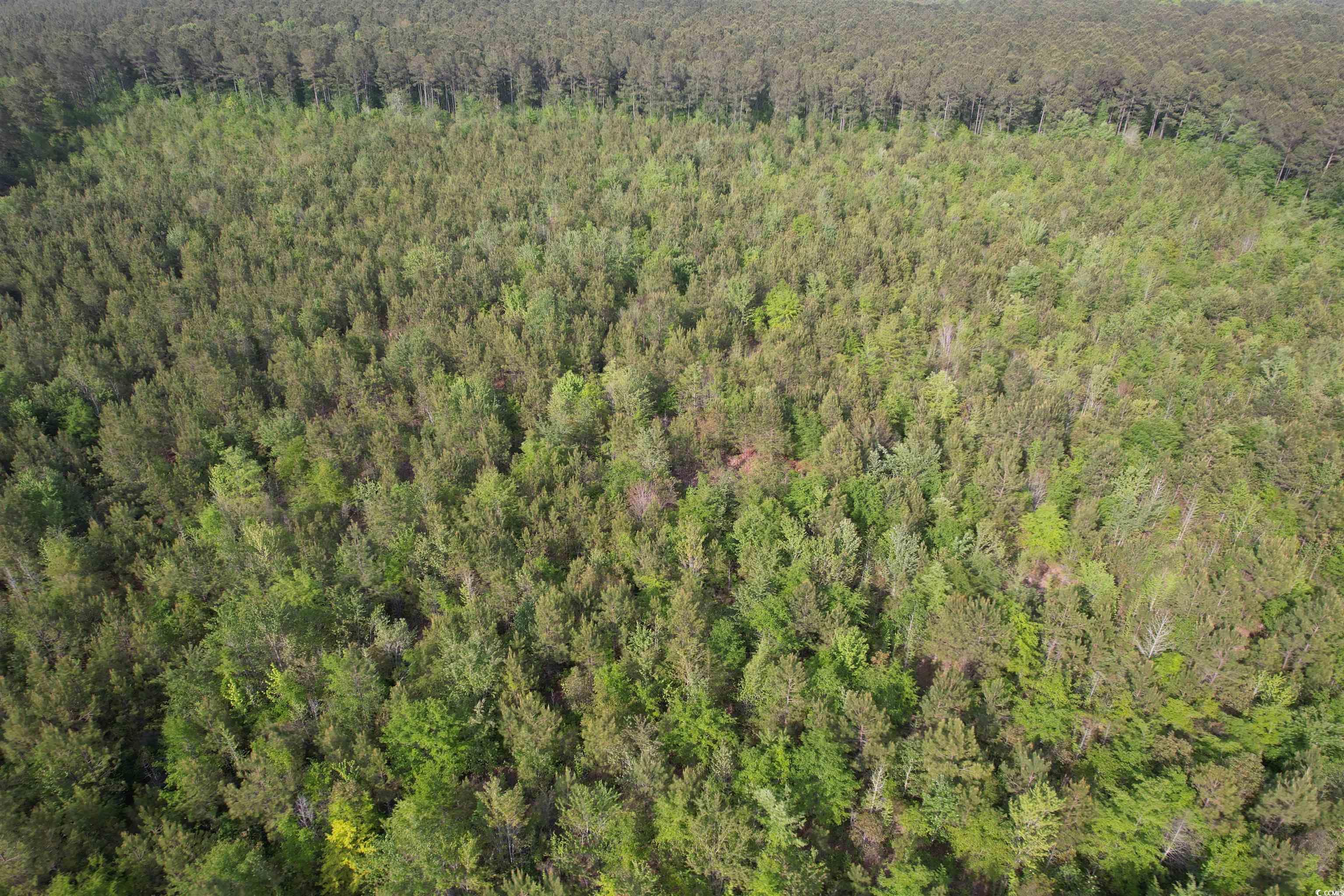 24.71-acres-tbd Old Forreston Road Greeleyville, SC 29056 - Photo 3 of 5