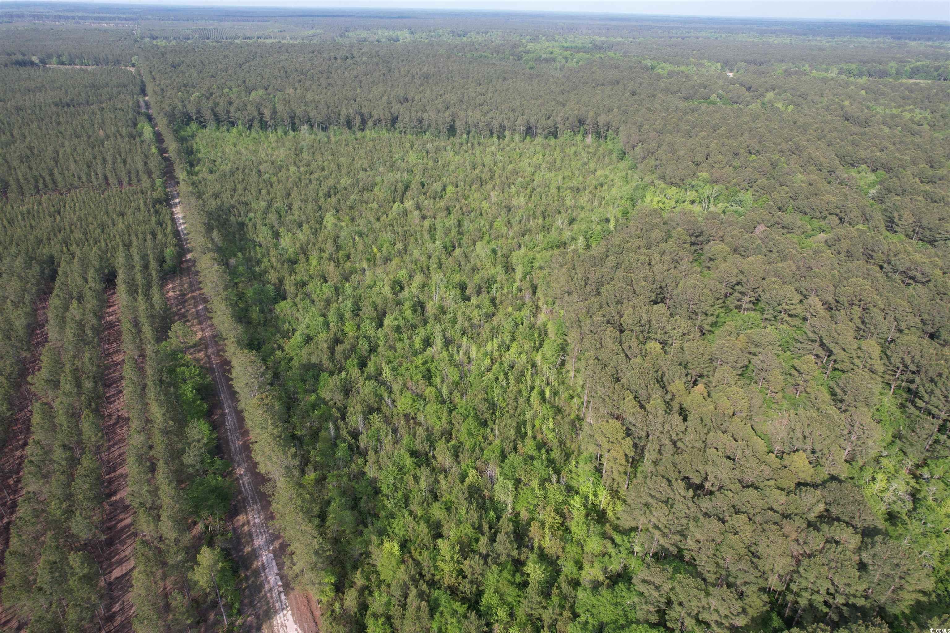 24.71-acres-tbd Old Forreston Road Greeleyville, SC 29056 - Photo 4 of 5