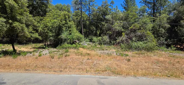 a view of a yard with plants and large trees