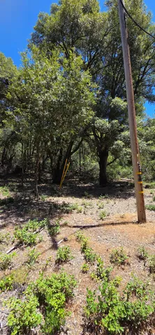 a view of a yard with plants and trees