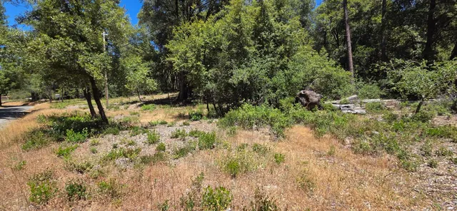 a view of a yard with plants and tree
