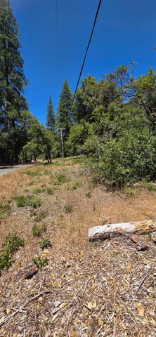a view of a yard with trees in the background