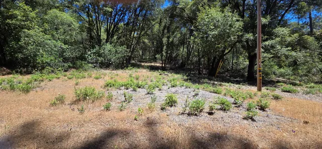 a view of a yard with a tree