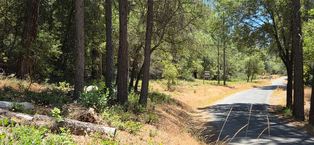a view of a yard with plants and trees