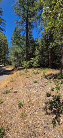 a view of a yard with trees