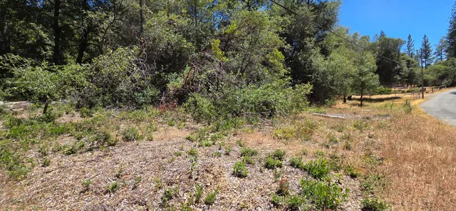 a view of a yard with a tree