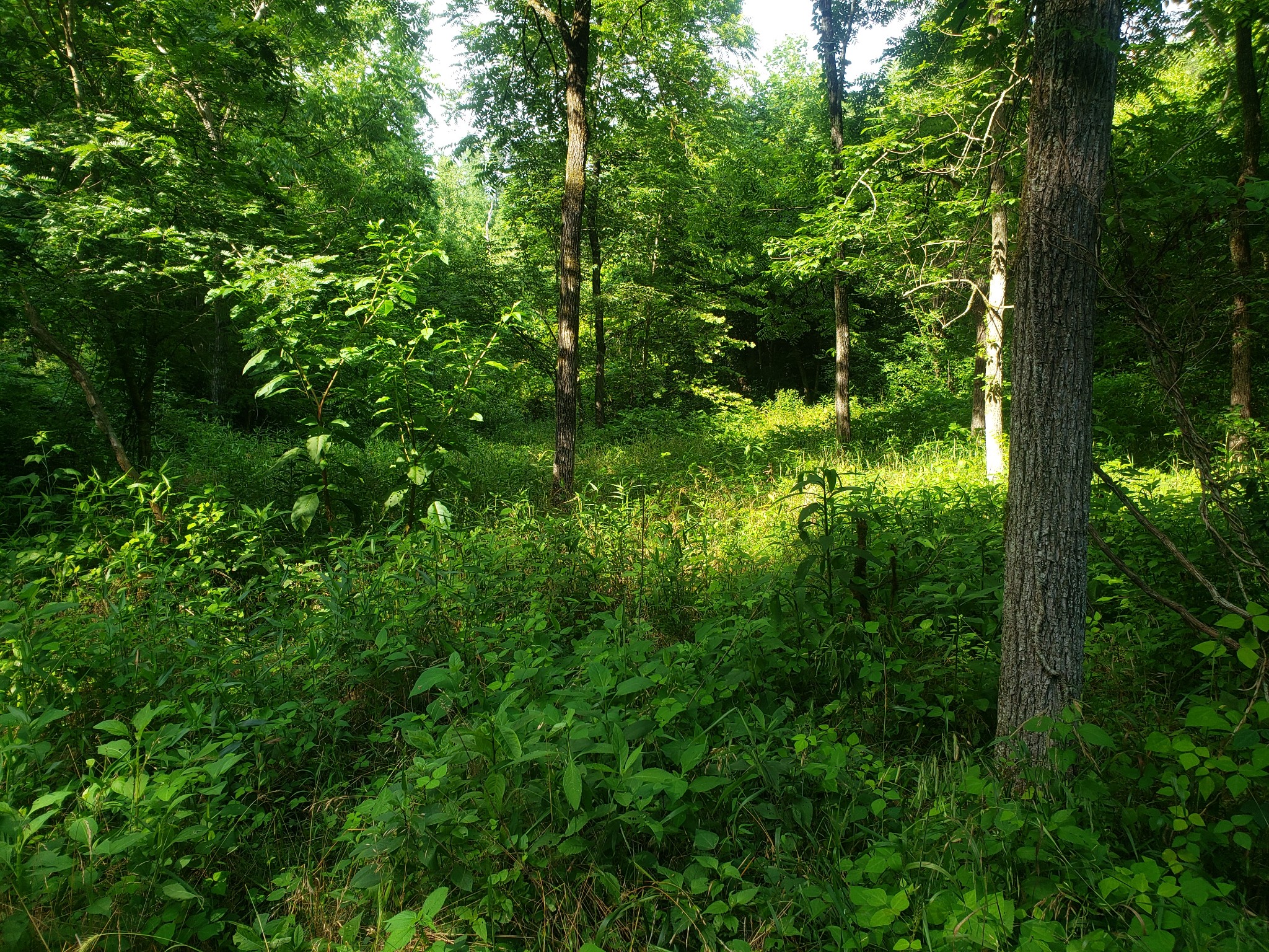 0 Masters Road Cookeville, TN 38506 - Photo 20 of 47 Gallery Image 20
