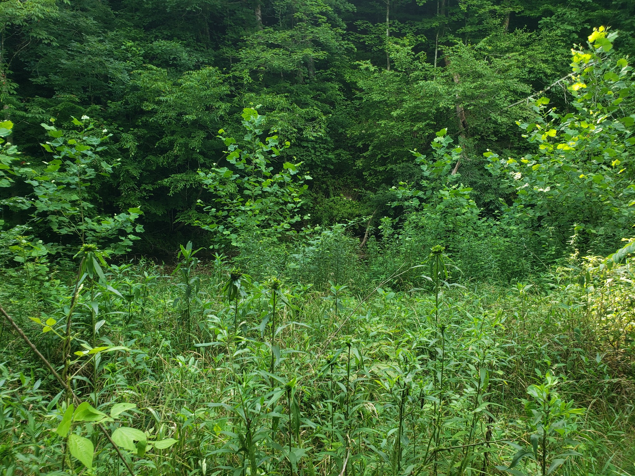 0 Masters Road Cookeville, TN 38506 - Photo 22 of 47 Gallery Image 22