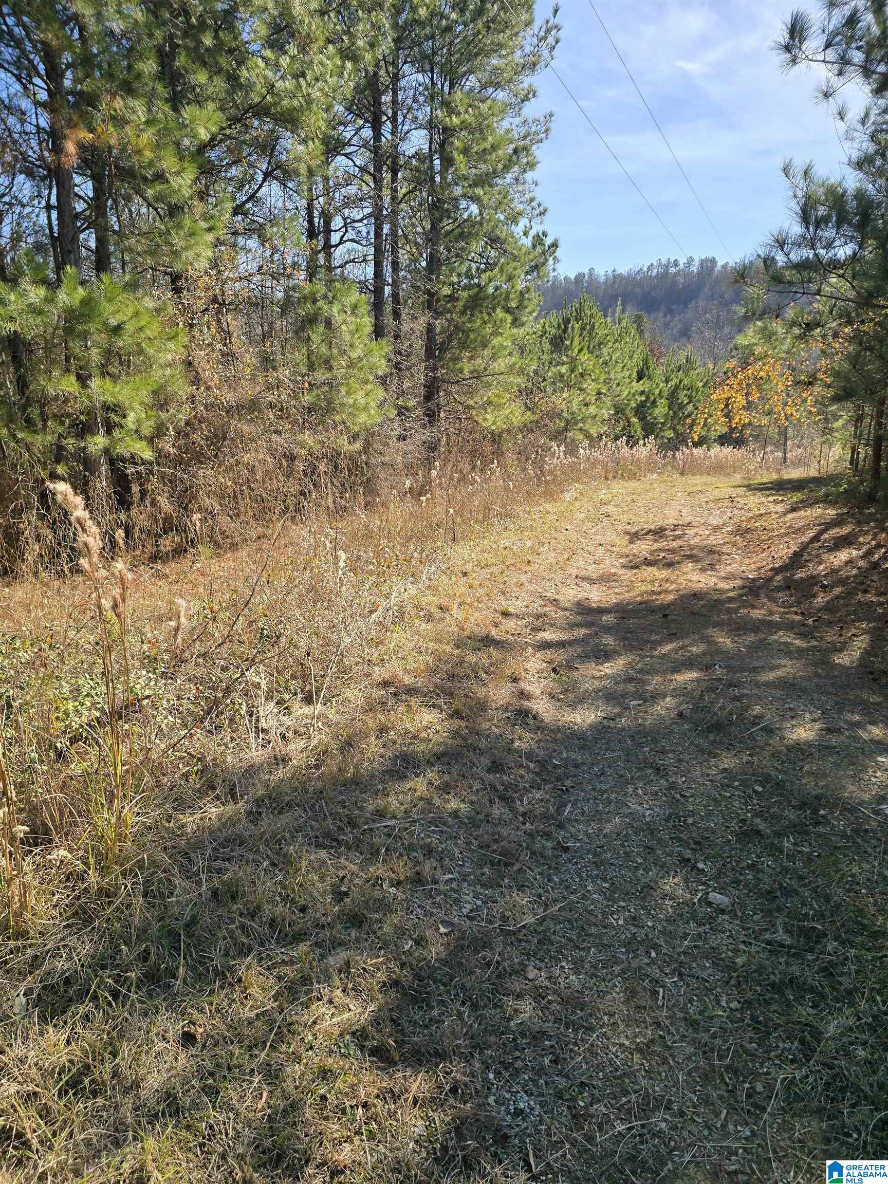 4850 Shoal Creek Road, Unit ACREAGE Ashville, AL 35953 - Photo 10 of 18