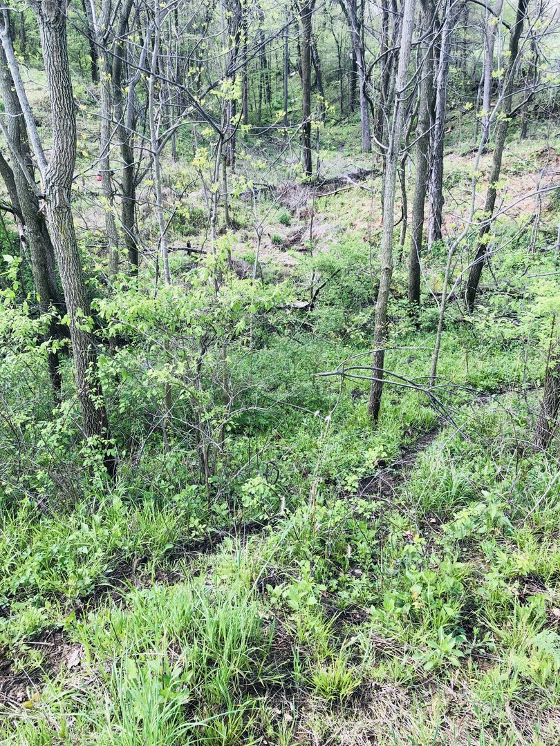 5200 Seven Hills Road Clinton, IL 61727 - Photo 13 of 19 a view of a lush green forest