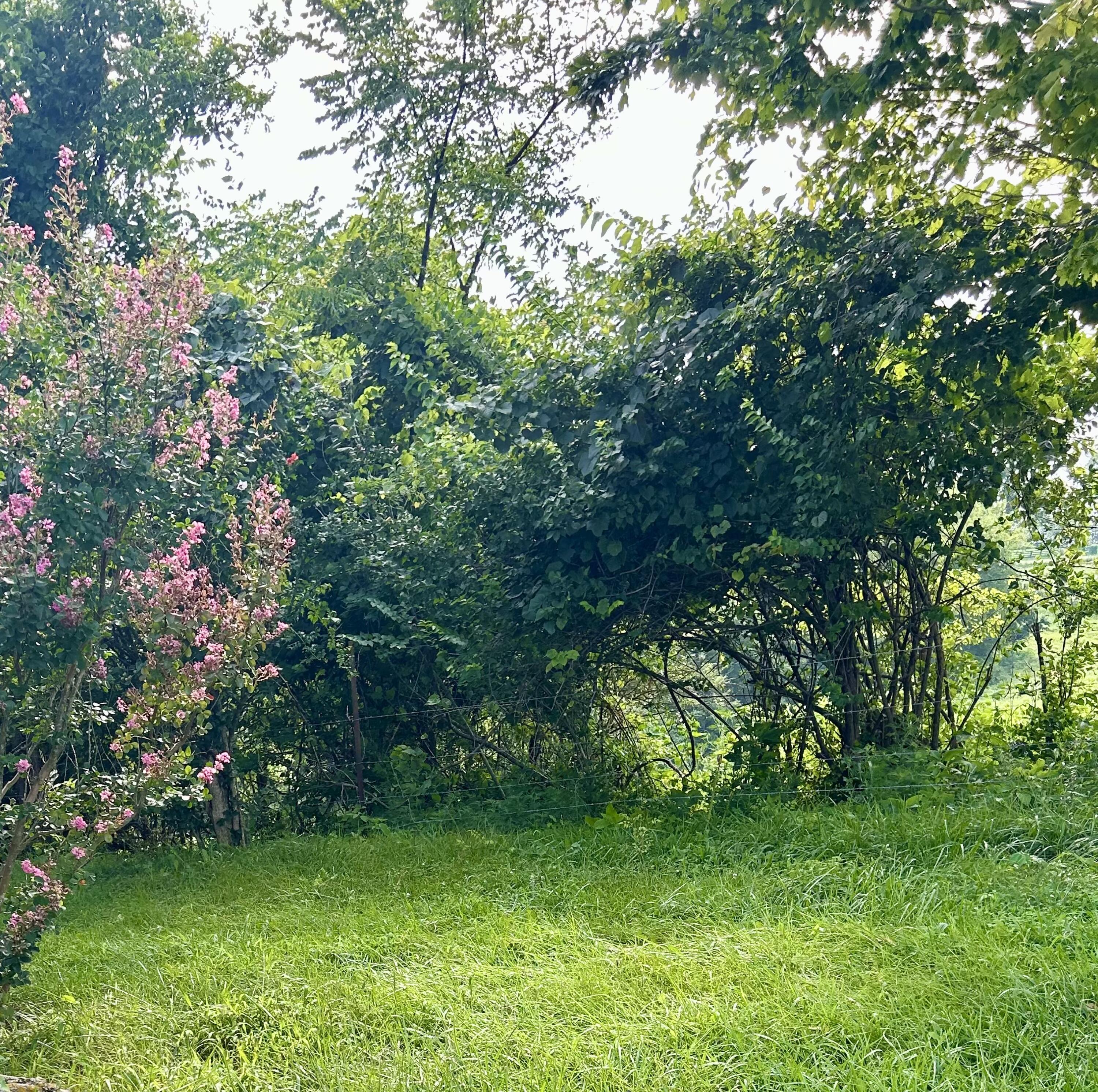3192 Poosey Ridge Road Richmond, KY 40475 - Photo 4 of 22 Yard