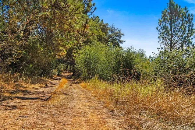 a view of a yard with trees in the background