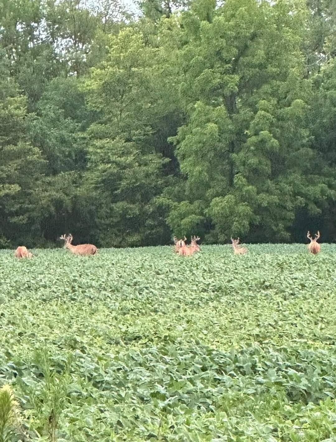88-xx Yale Bridge Road Rockton, IL 61072 - Photo 10 of 10 a view of a yard