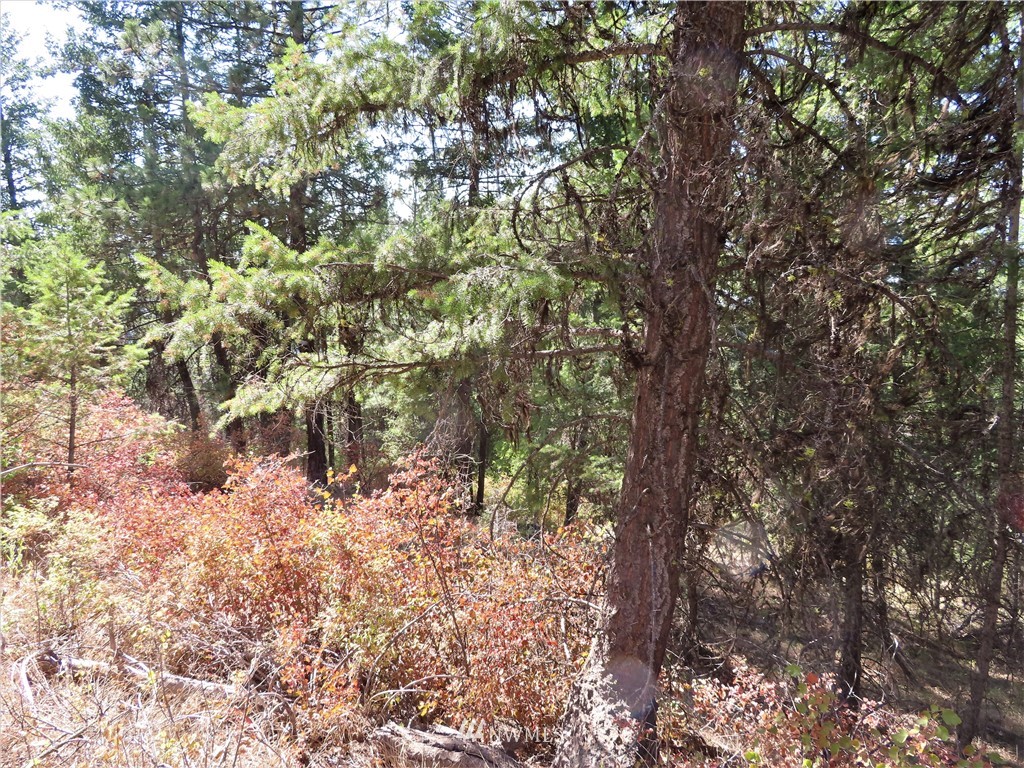 -tbd East Knob Hill Road Republic, WA 99166 - Photo 17 of 17 Gallery Image 17