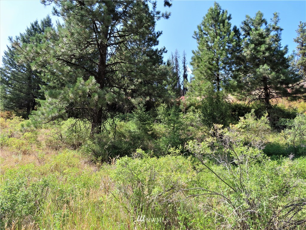-tbd East Knob Hill Road Republic, WA 99166 - Photo 7 of 17 Gallery Image 7